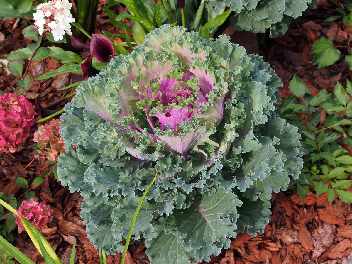 Ornamental Cabbage growing in the garden with other flowering plants in bark mulch.
