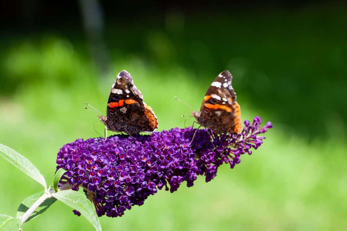 Two butterflies on a purple blooming Butterfly Bush flower.