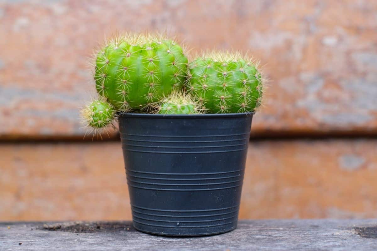 A small Cactus in a black pot on a wooden board.