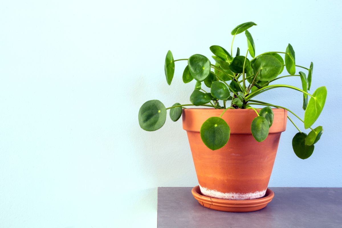 Chinese Money Plant in a terracotta pot on a small table.