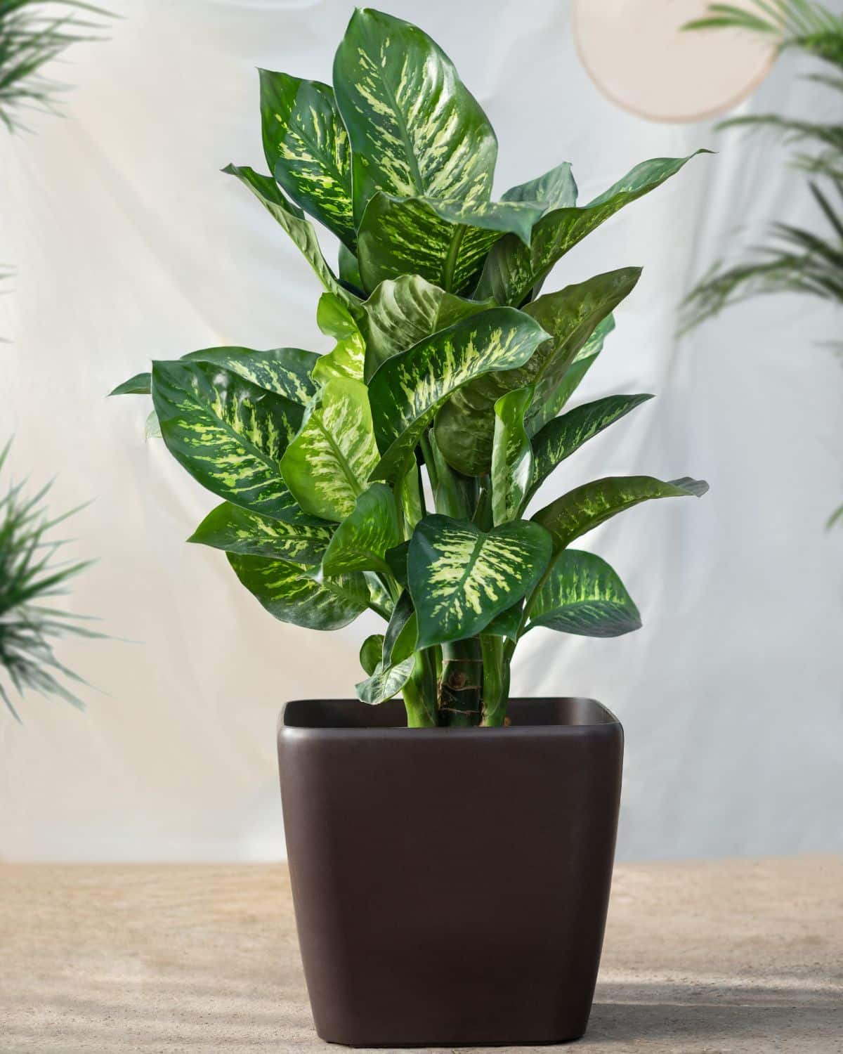 A Dumb Cane plant with beautiful foliage in a black pot.