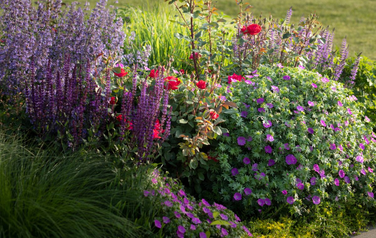 Perennial Flower Bed on a sunny day.