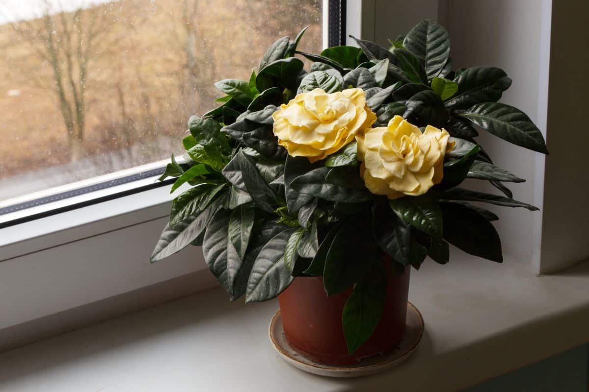 Gardenia plant with two yellow flowers in a pot on a windowsill.