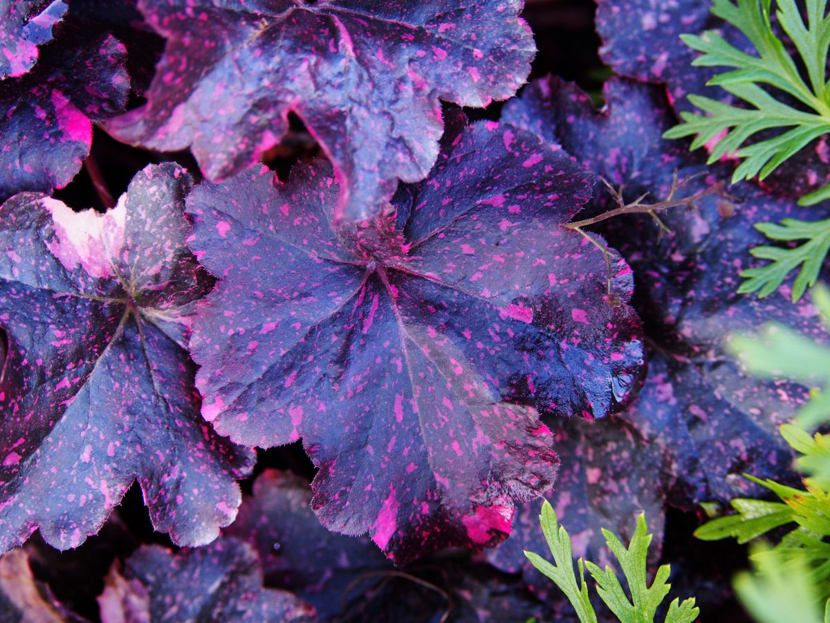 Heuchera ‘Midnight Rose’beautiful purple foliage with pink dots.