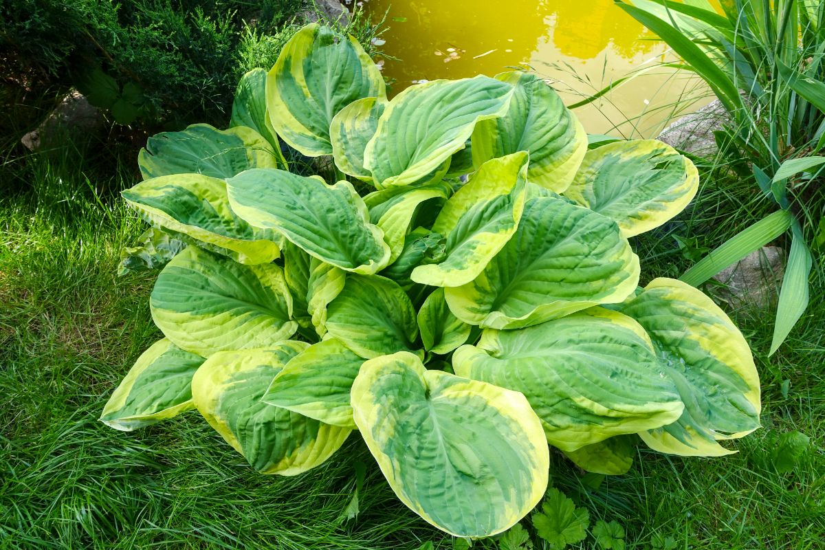 A Hostas plant with big green leaves with yellow edges.