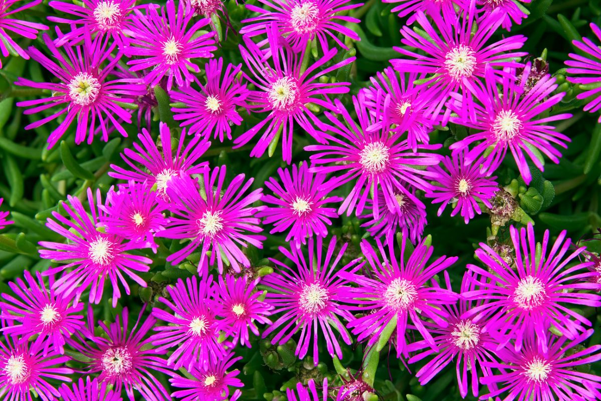 Vibrant purple flowers with white centers of Ice plant.