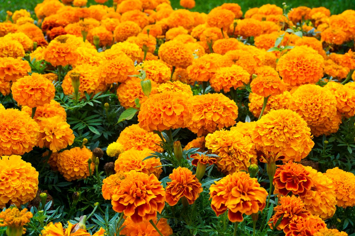 Vibrant orange flowers of Marigold in a flower bed.