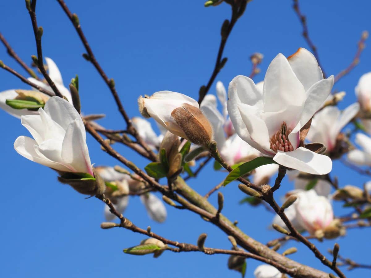 'Royal Star' White Magnolia in white bloom.