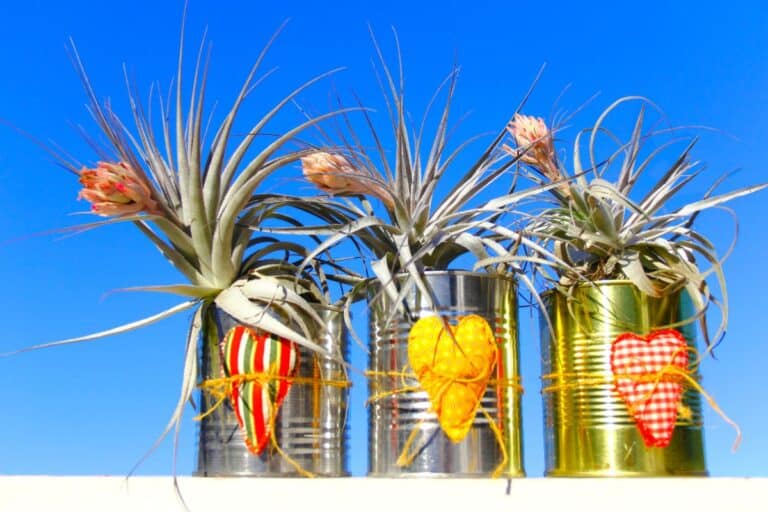 21 Unique And Decorative Air Plants (With Pics And Names)