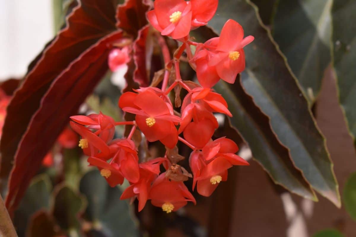 Begonia in red bloom.