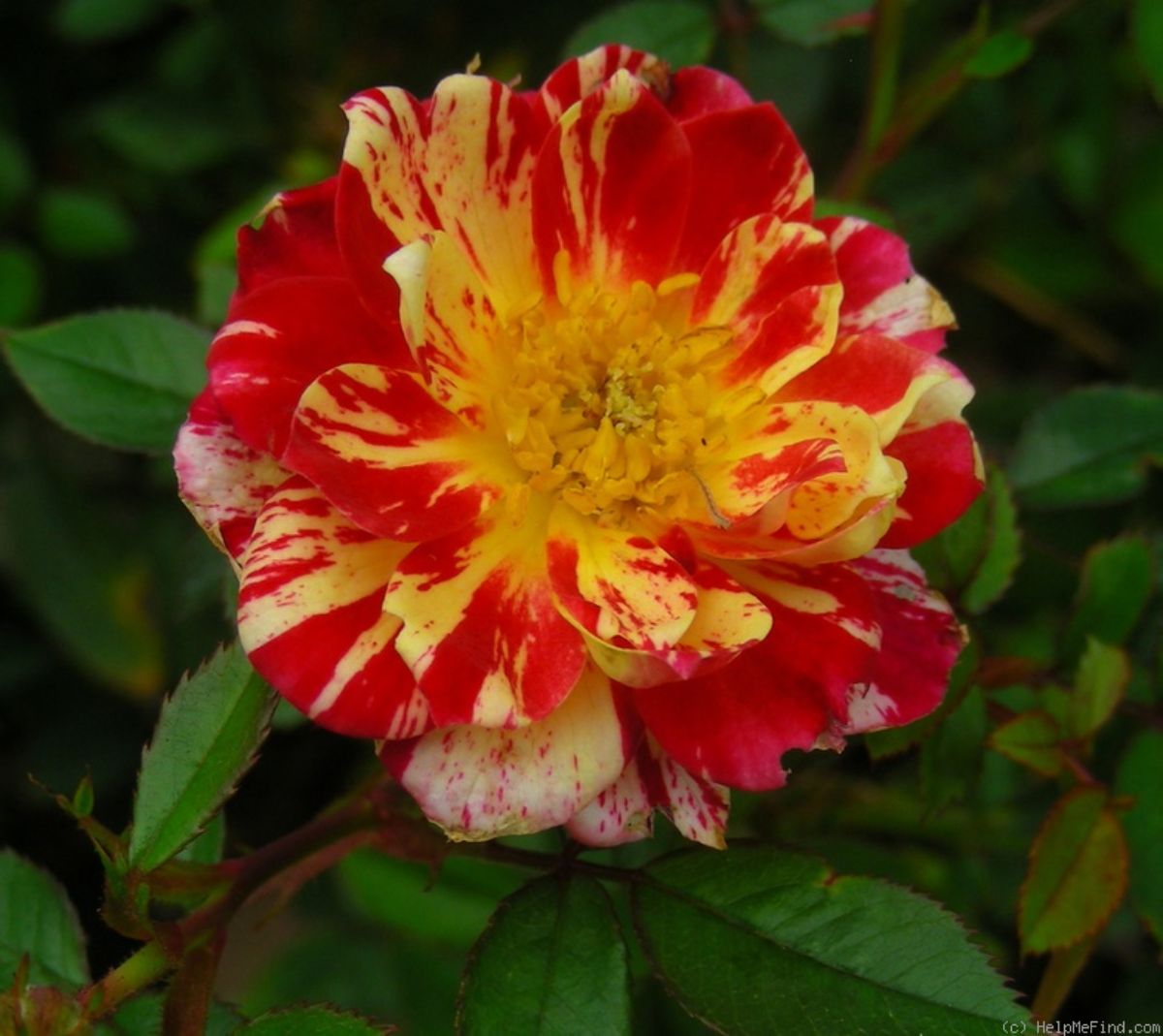 A close-up of a Charlie Brown Rose flower with striped petals.