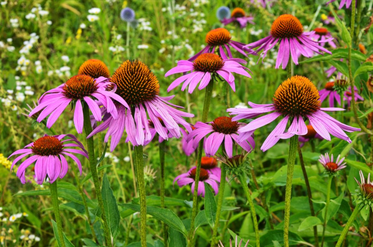 A bunch of pink blooming Coneflowers on a field.