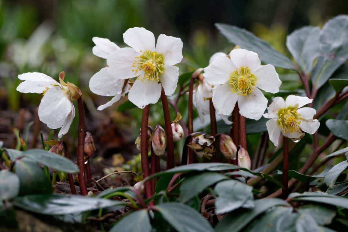Hellebores in white bloom with yellow centers.