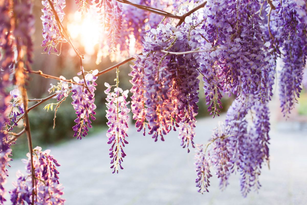 Beautiful Japanese Wisteria in purple bloom on a sunset.