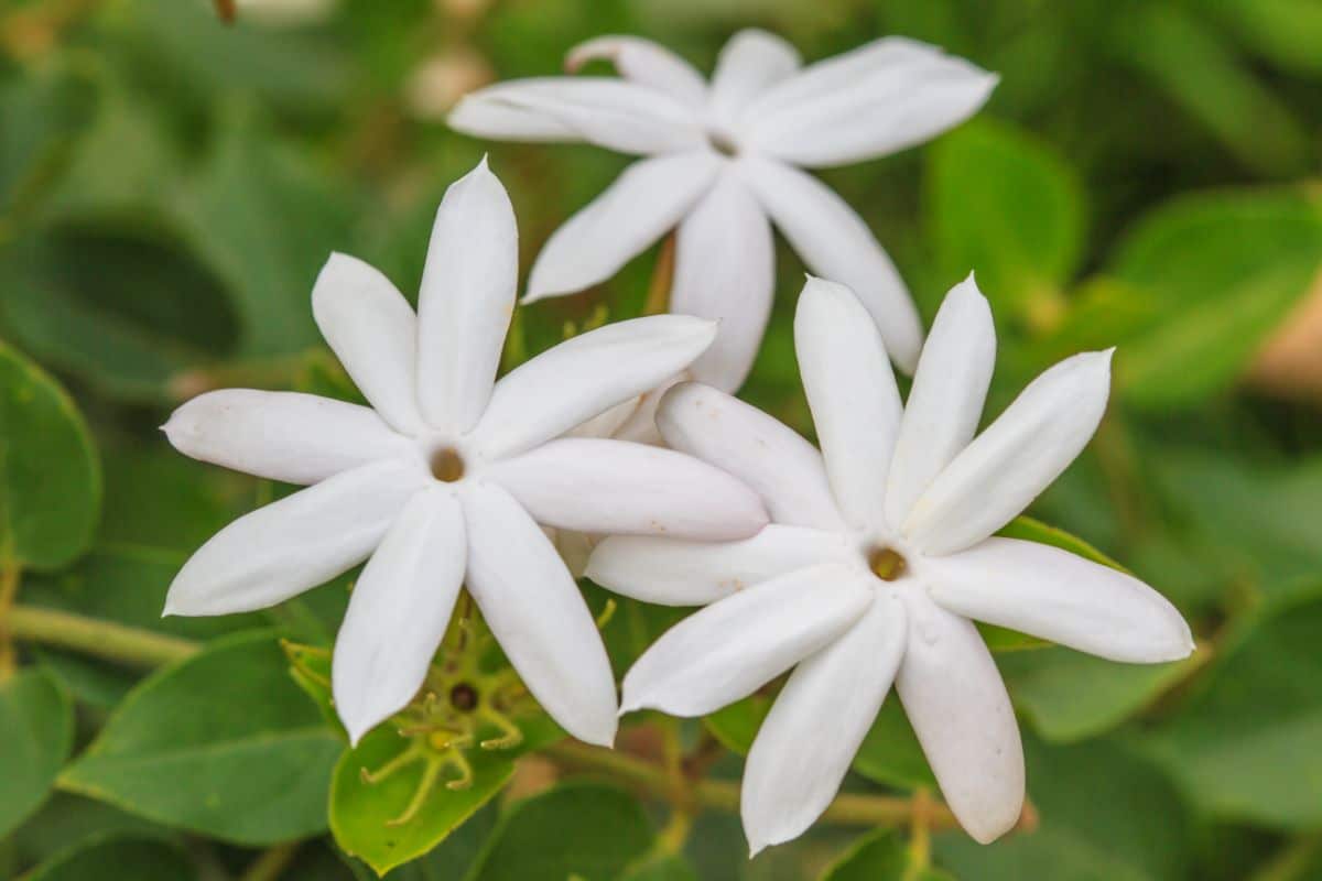 Three white flowers of a Jasmine plant.
