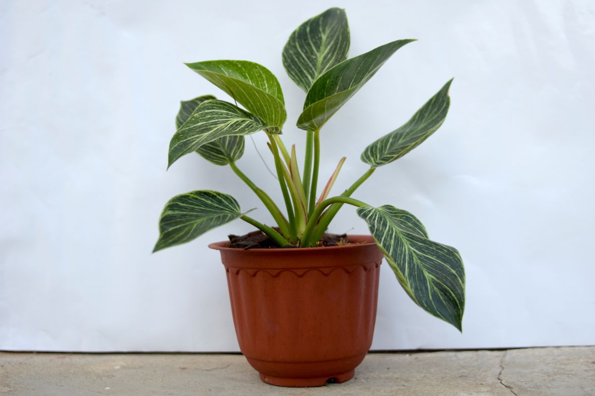 Philodendron Birkin in a brown pot on a floor.