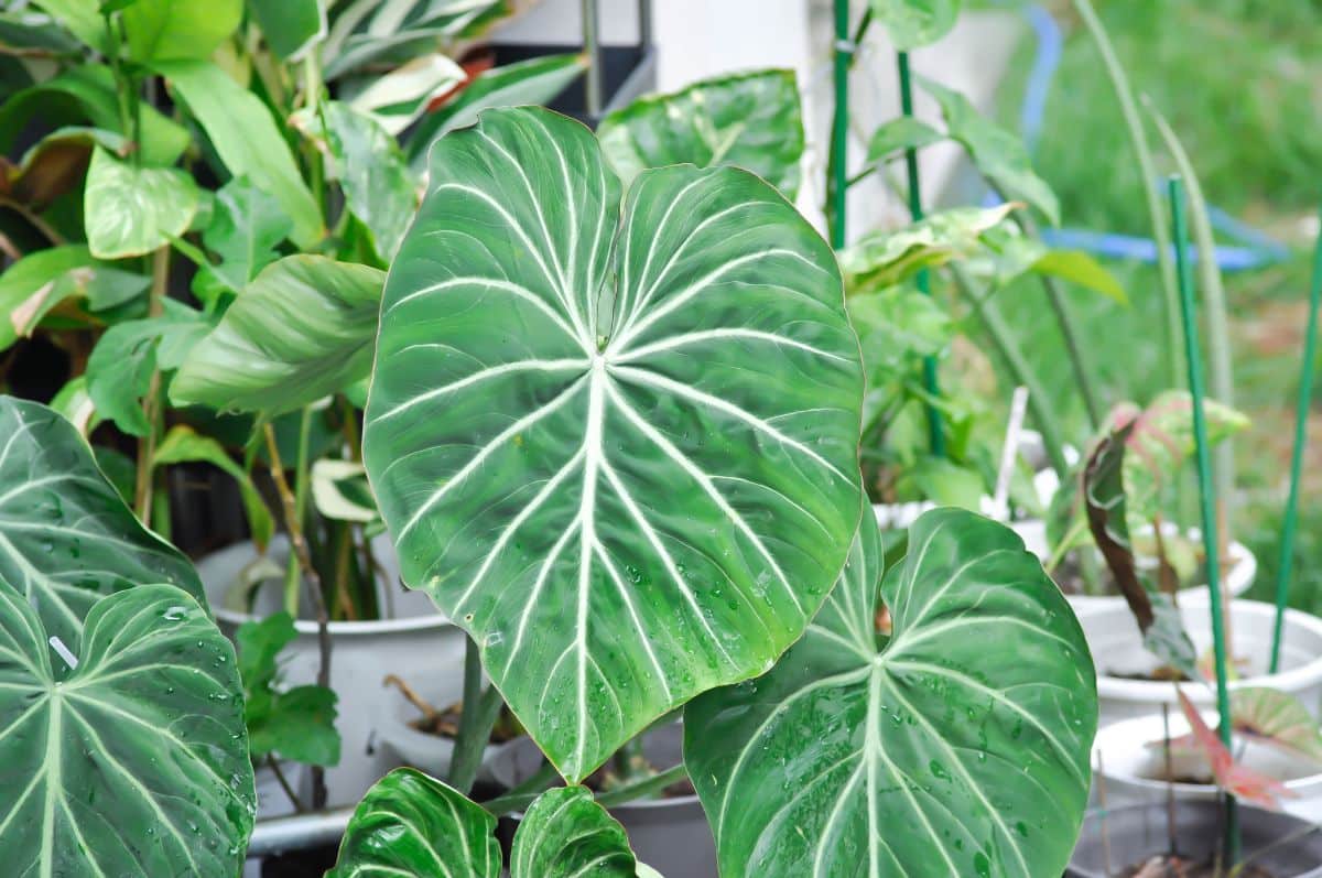 Philodendron Gloriosum big green leaves.