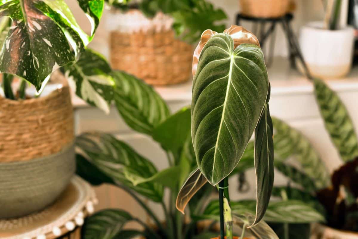 A close-up of Philodendron's beautiful foliage.
