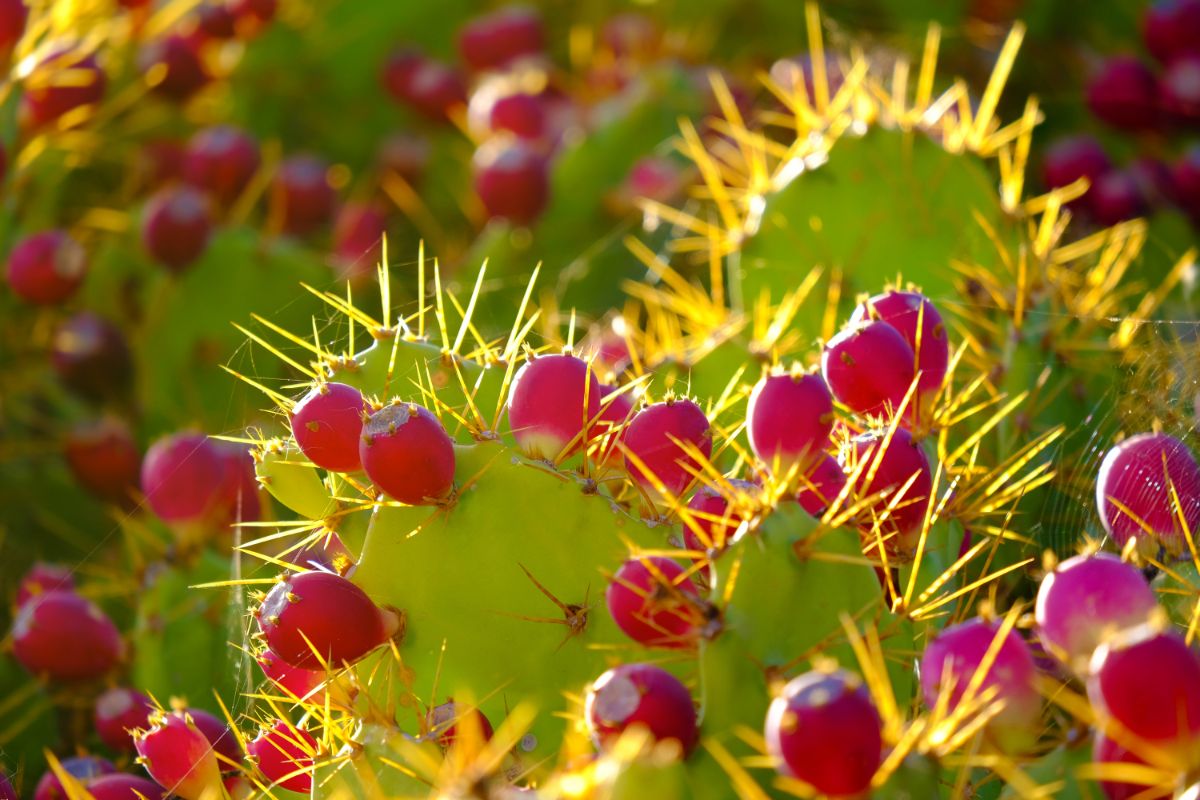 Prickly Pear Cactus in pink bloom on a sunny day.
