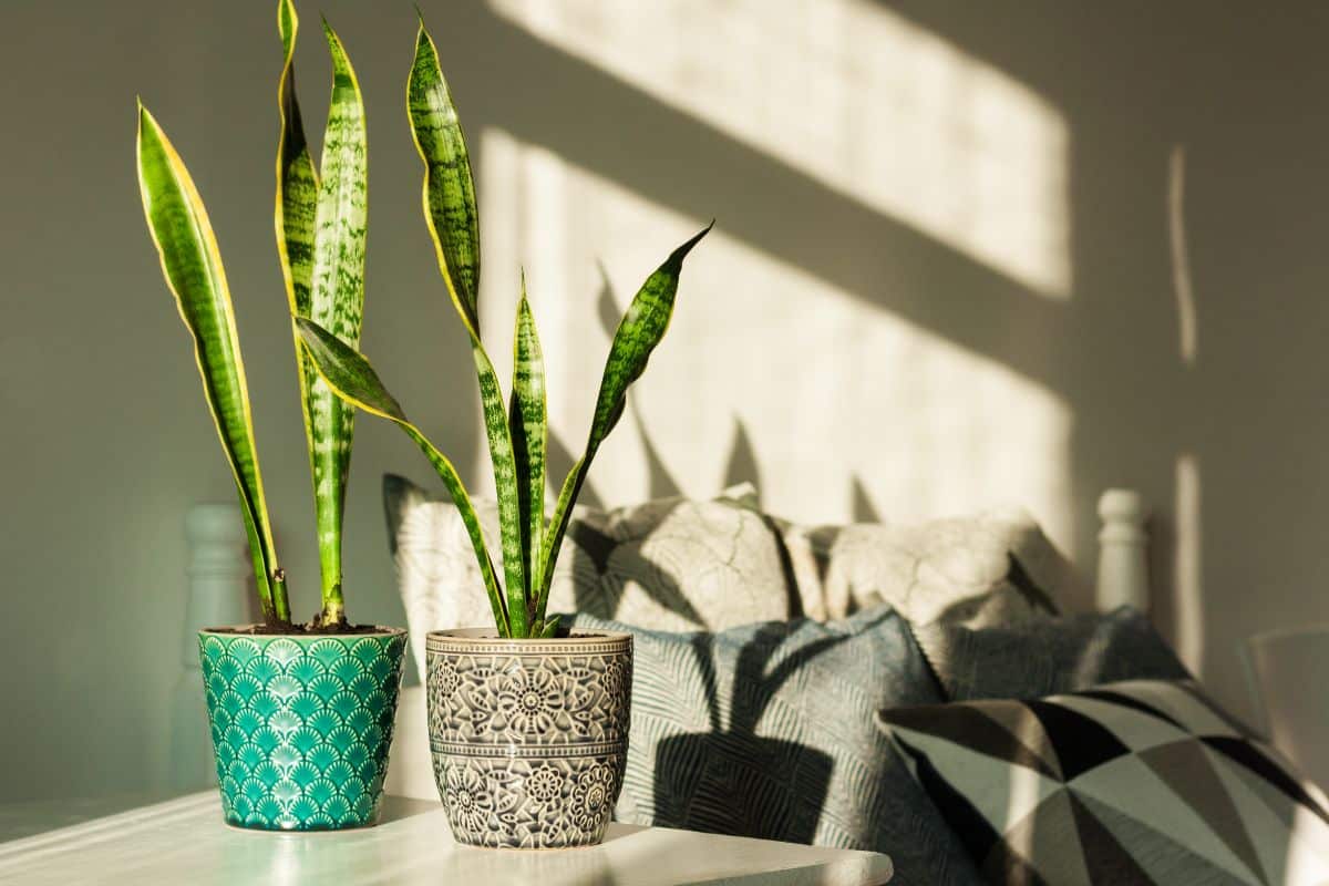 Two Snake plants in pots on a small table in full light.