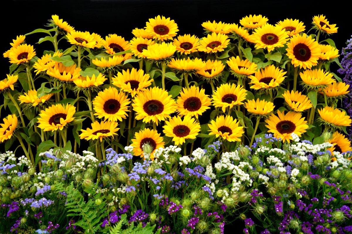 Sunflowers in full bloom with other flowering plants in a garden.