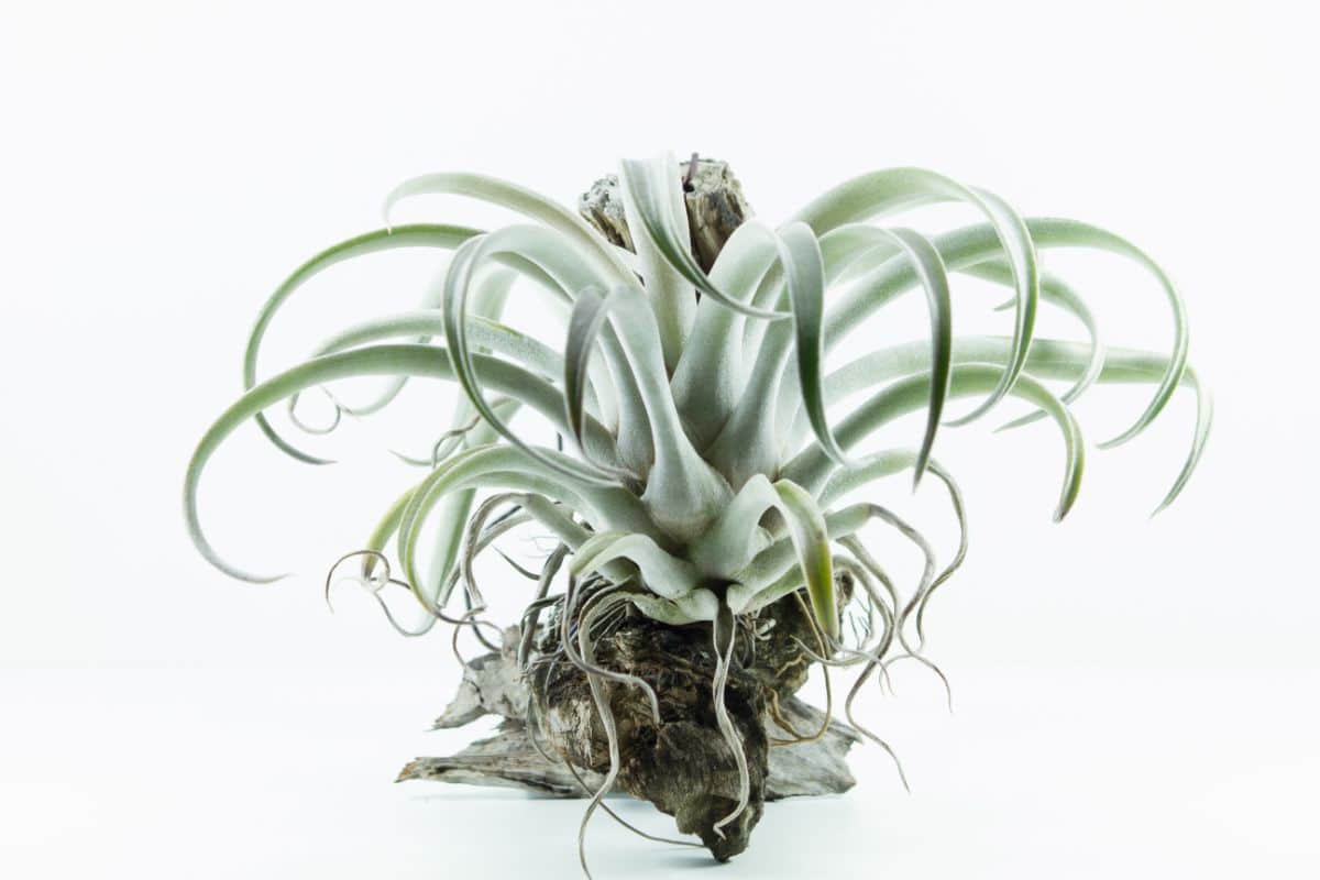 Tillandsia Chiapensis on a white background.