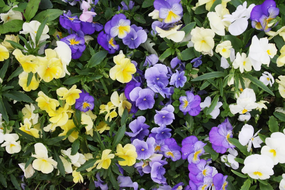 Blooming Violas of different colors.