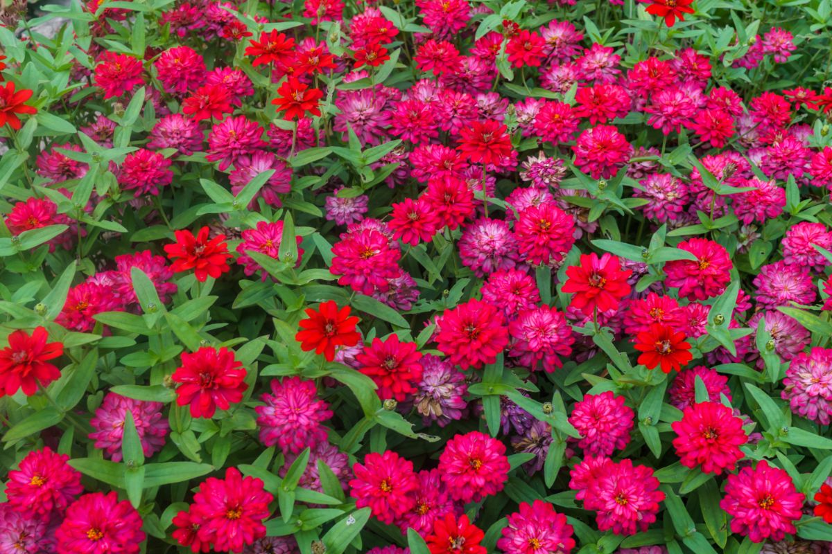 Zinnia plants in full red bloom.