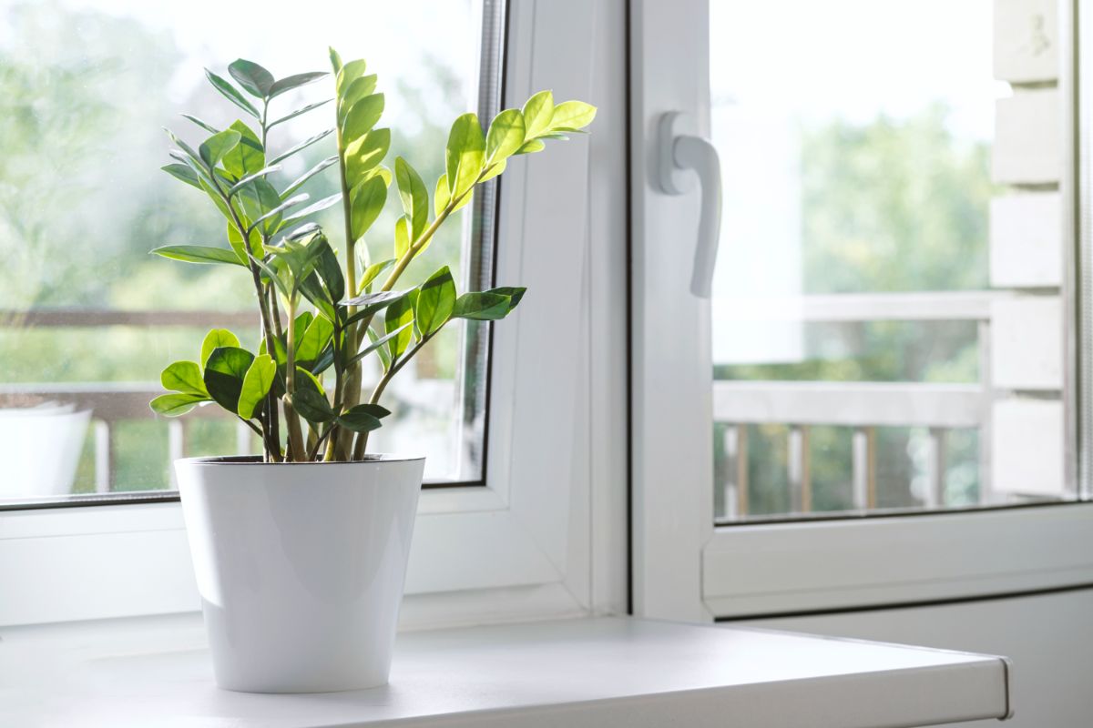 ZZ Plant in a white pot on a windowsill.