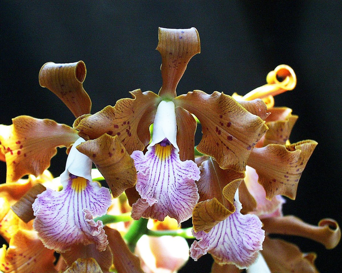 A Cattleya Velutina plant in full brown-purple bloom.