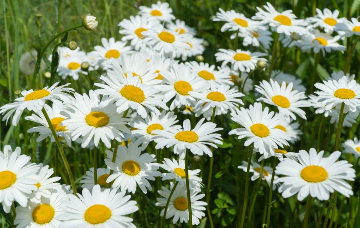 Chamomile white flowers with yellow centers on a sunny day.