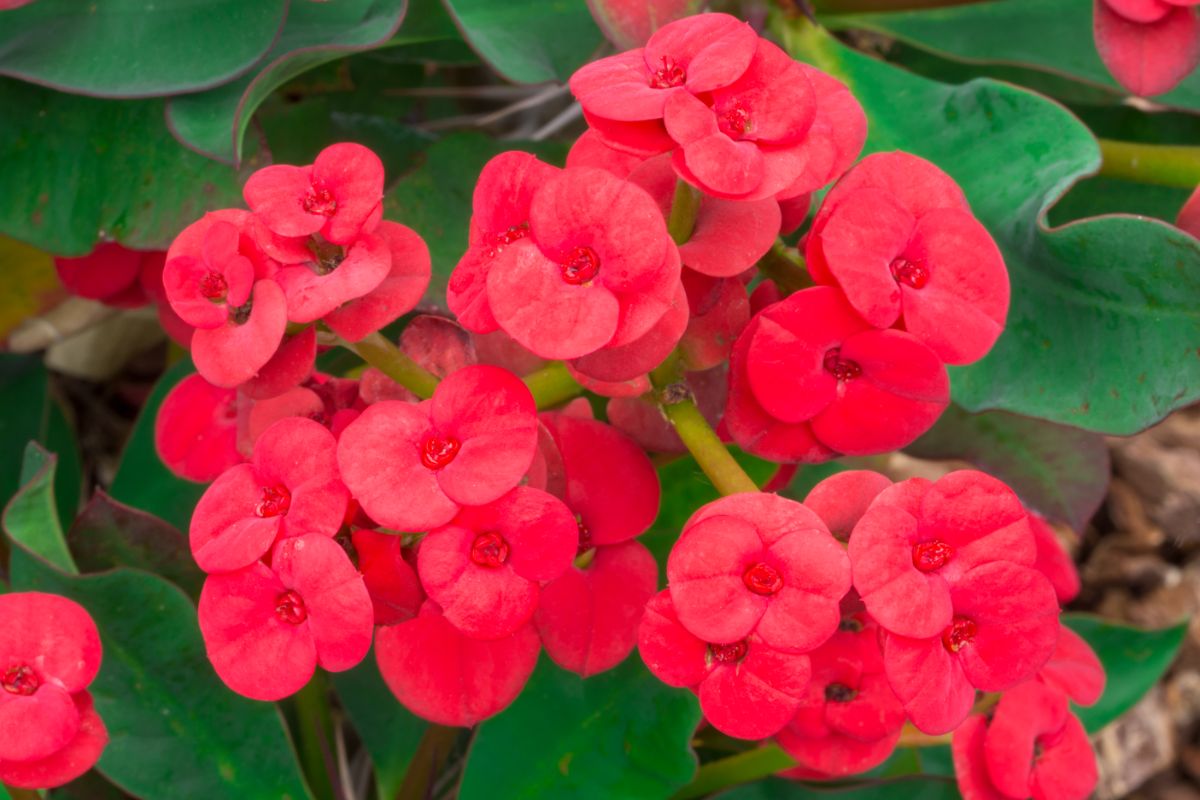 Crown of Thorns plant in vibrant red bloom.