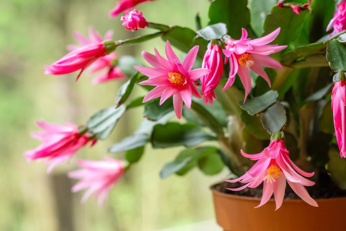 Easter Cactus in pink bloom in a pot.