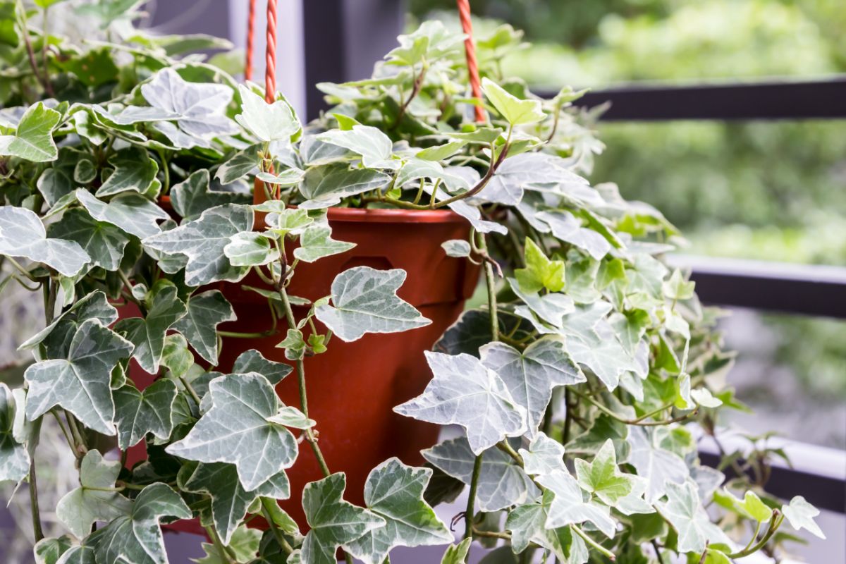 English Ivy growing in a brown hanging pot.