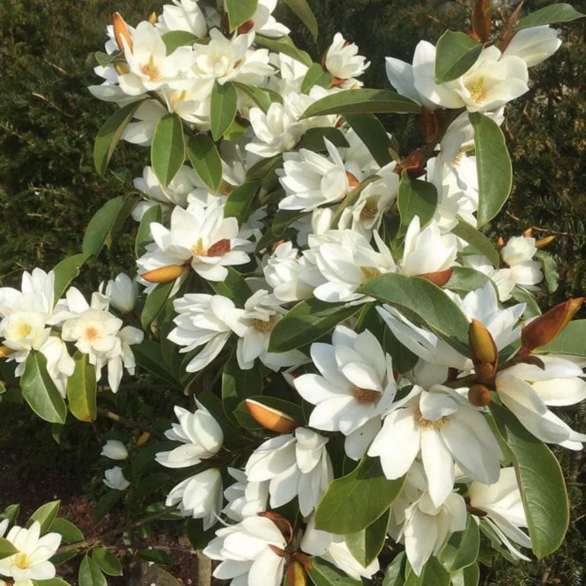 Fairy Magnolia White in white bloom.