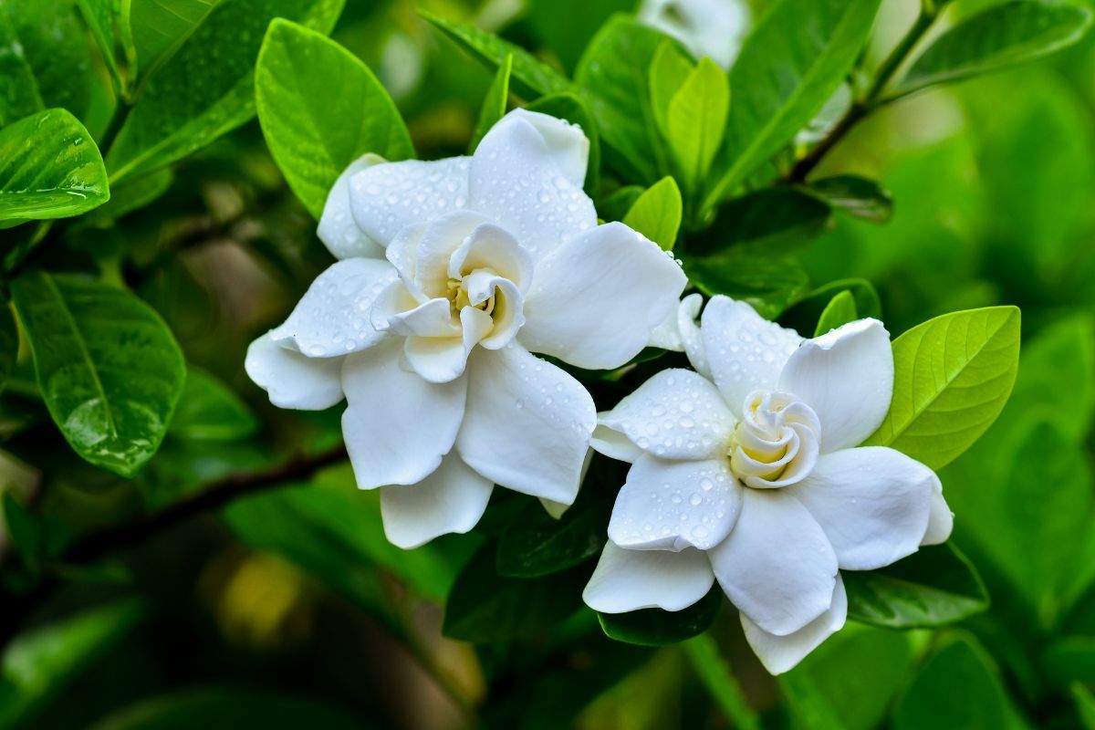 Two white flowers of Gardenia Augusta with waterdropts.