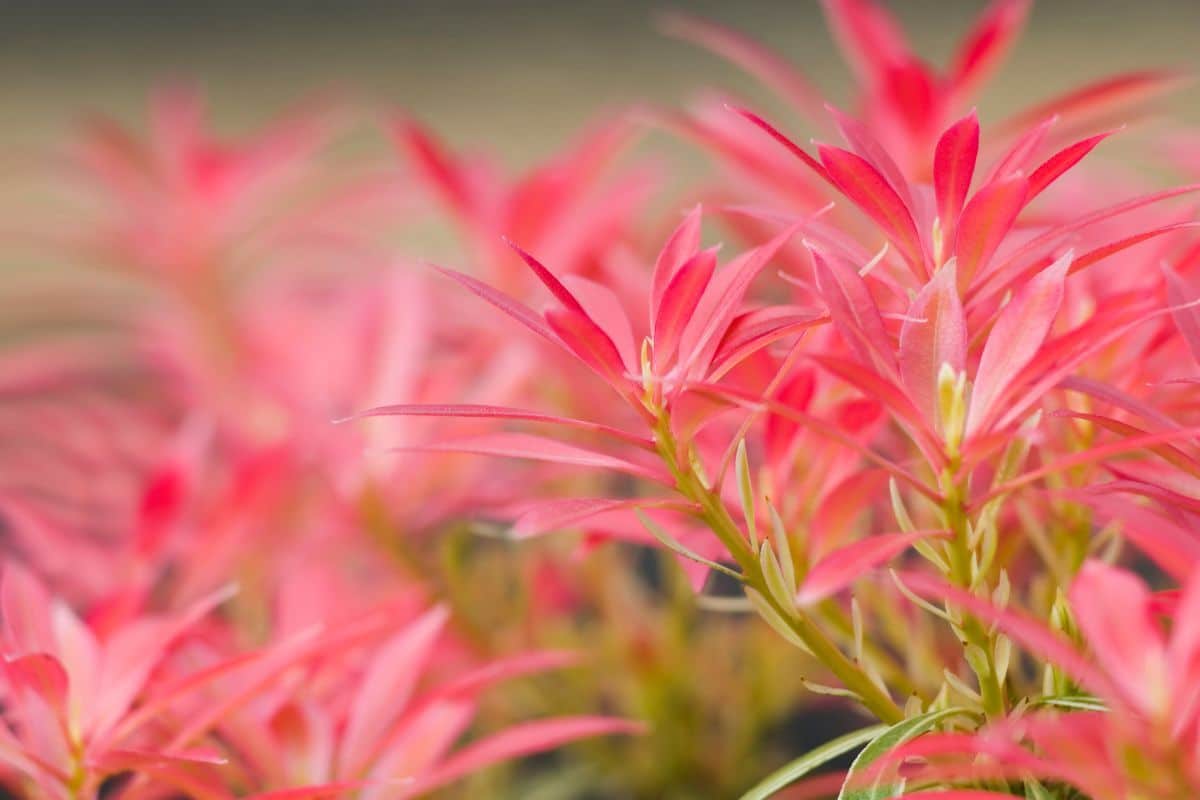 Gulf Stream Heavenly Bamboo with beautiful red leaves.