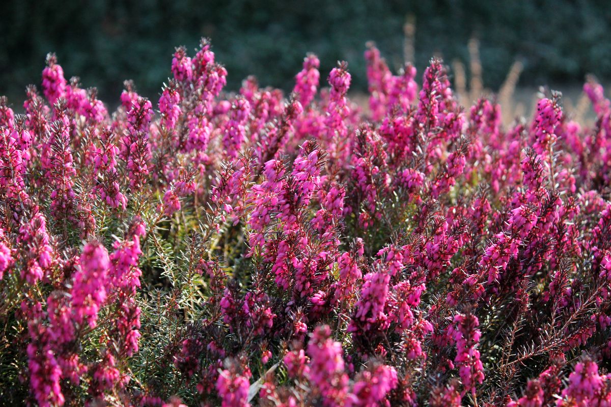 Heather shrub in full pink bloom on a sunny day.