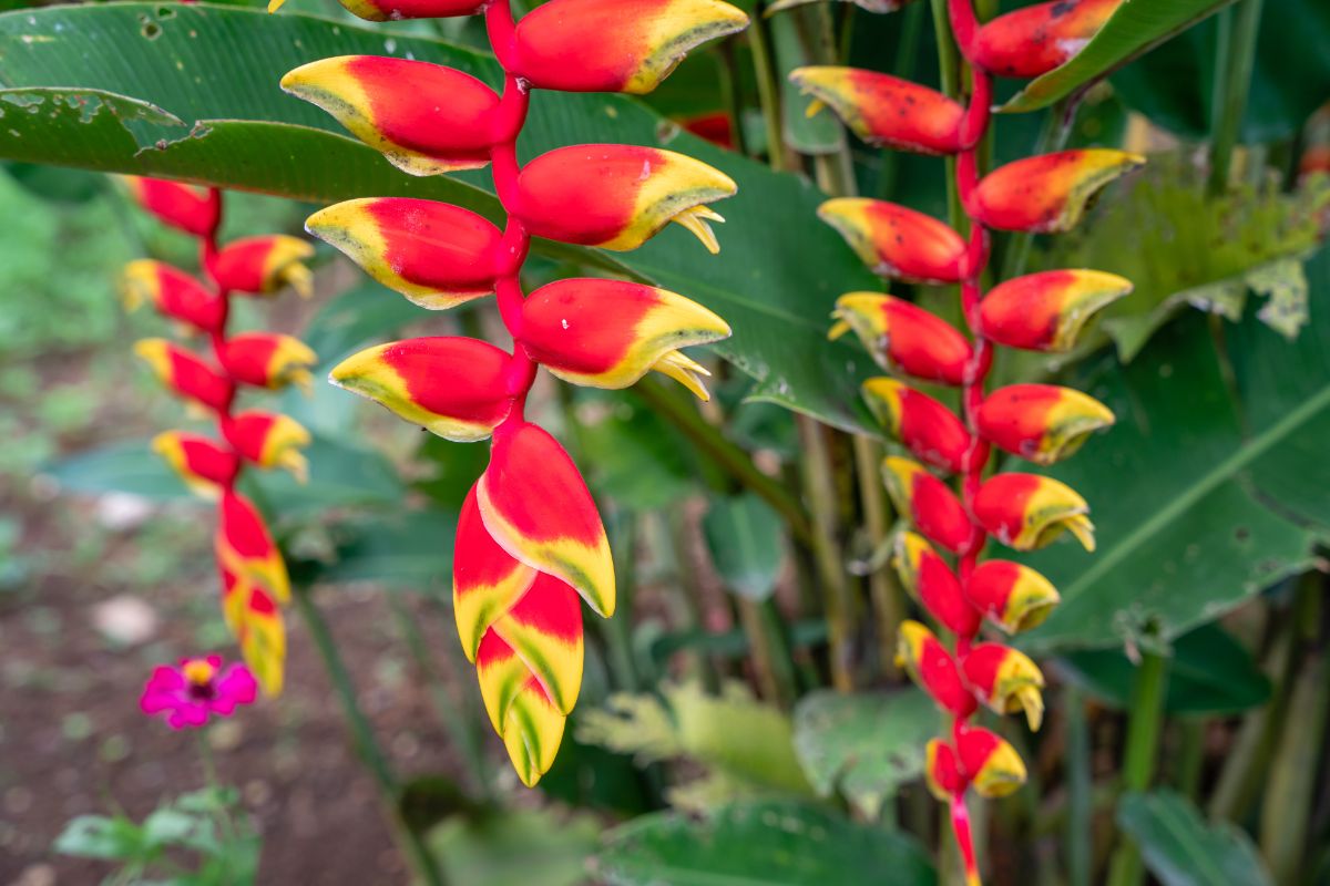 Heliconia plant with beautiful red-yellow flowers resembles a bird beak.