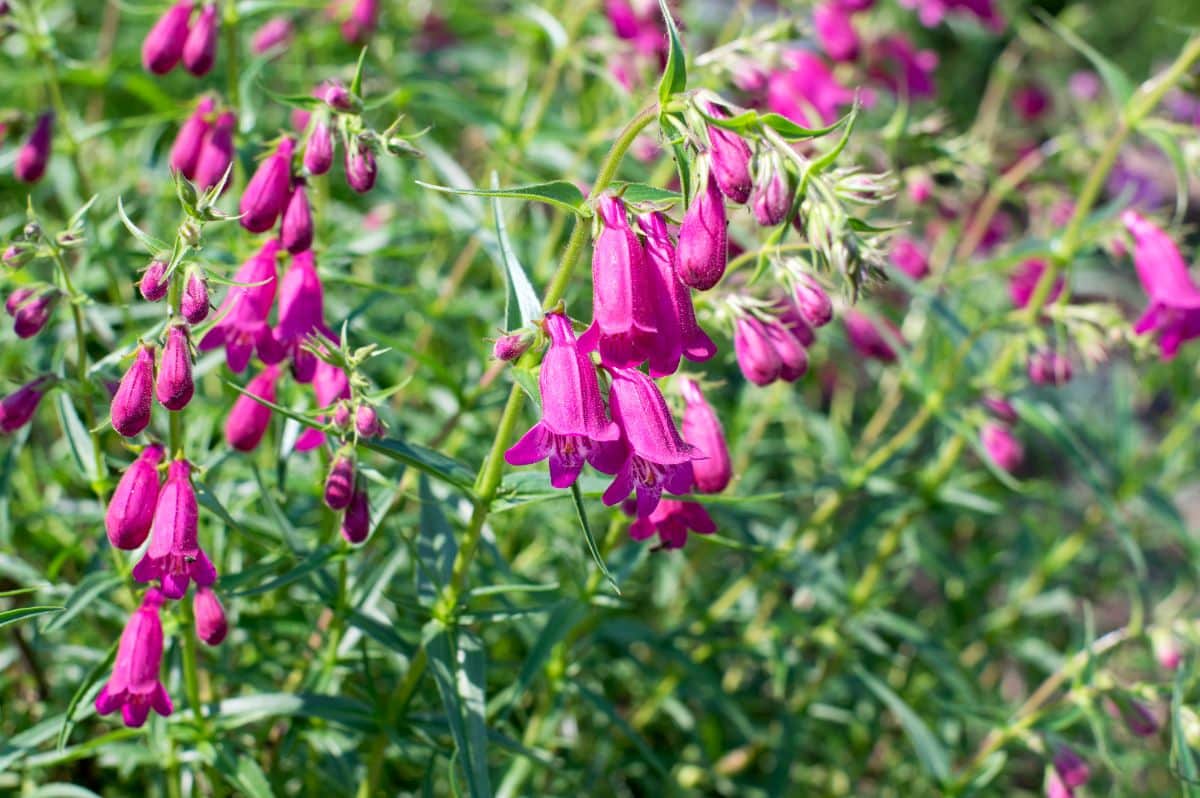 Penstemons in full pink bloom on a sunny day.