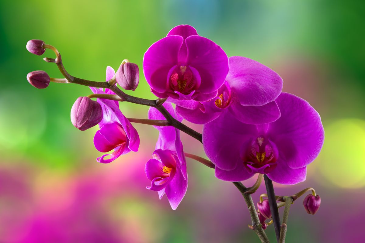 A Close-up of beautiful vibrant-pink flowers of a Phalaenopsis orchid plant.