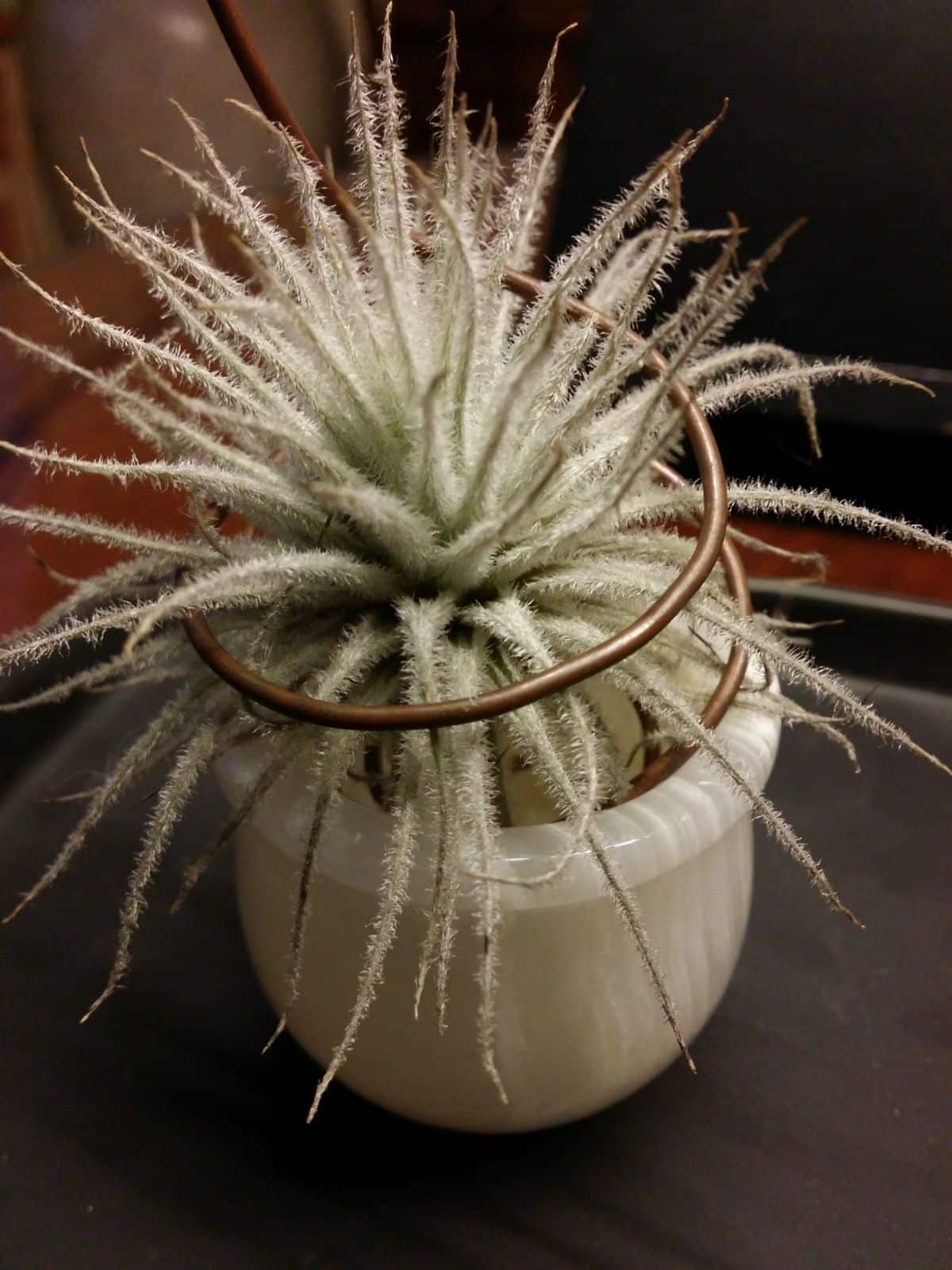 Fuzzy Tillandsia tectorum growing in a white pot.