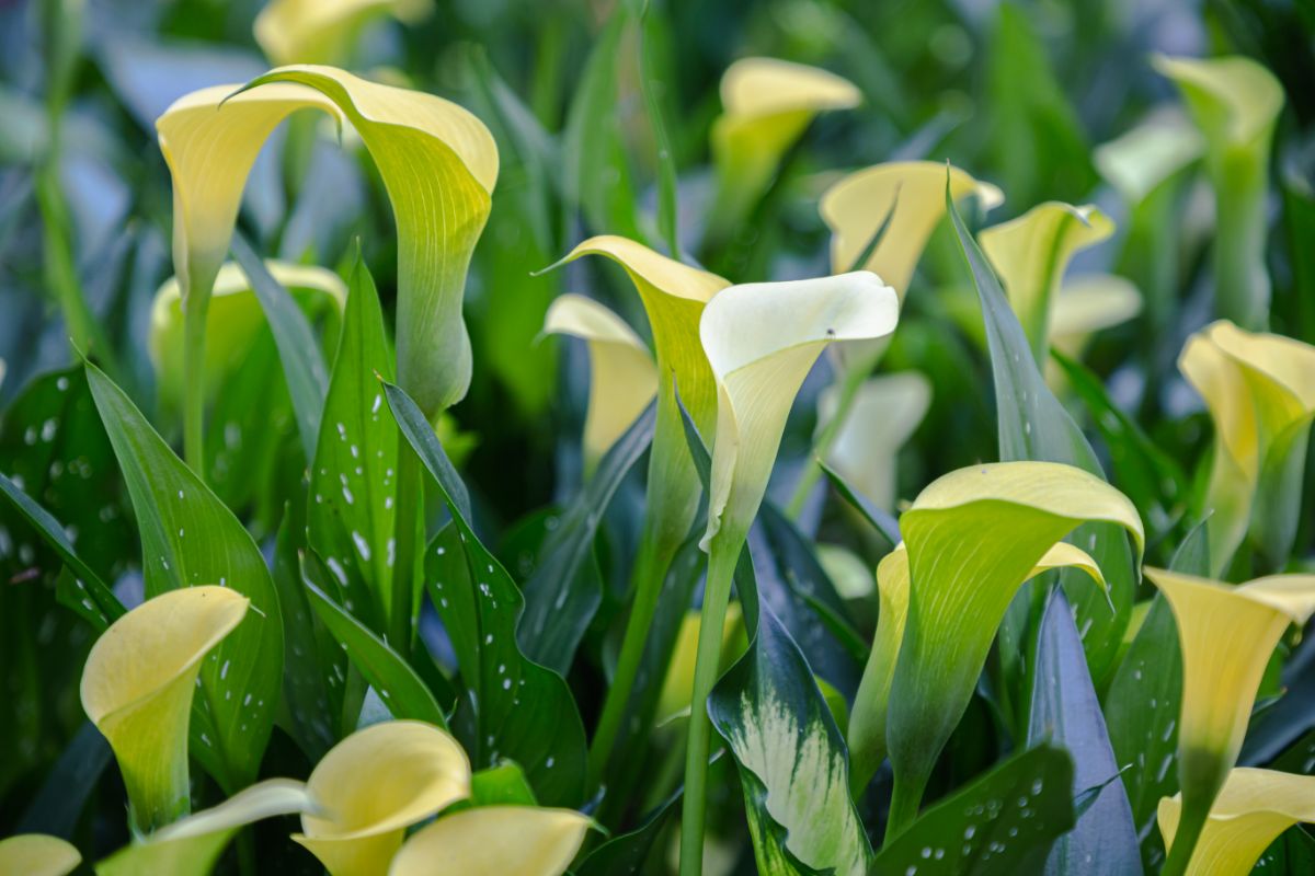 A close-up of Calla Lillies with yellow-white flowers.