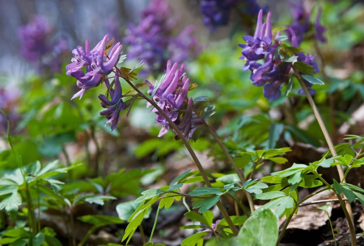 Corydalis in purple bloom with a partial shade.