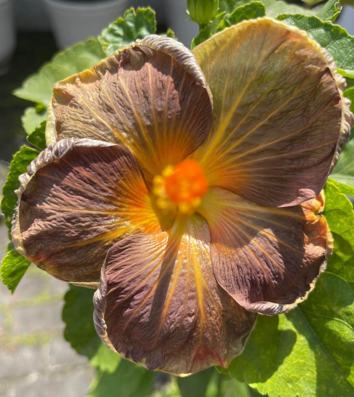 A close-up of a Tropical Hibiscus brown flower.