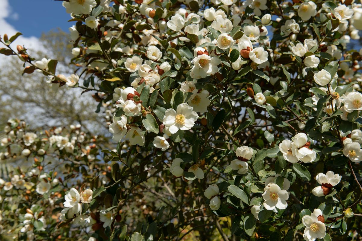 Gail's Favorite (Magnolia laevifolia 'Gail's Favorite') in white bloom.