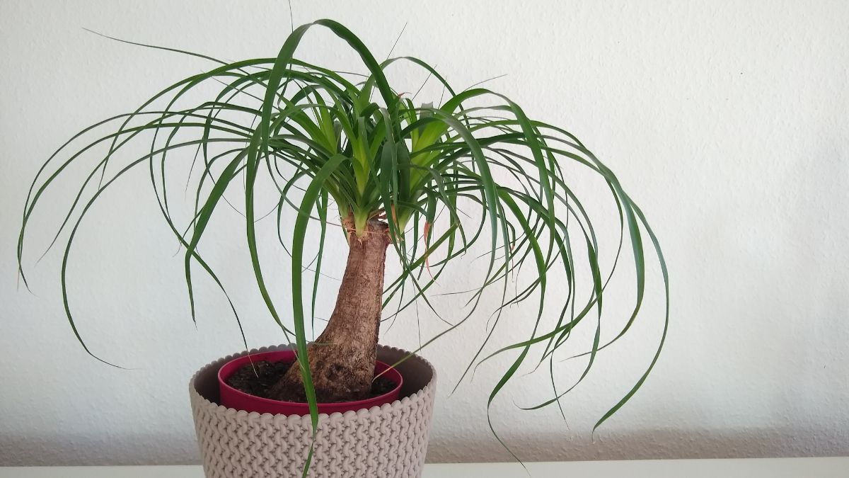 A fuzzy Ponytail Palm in a pot.