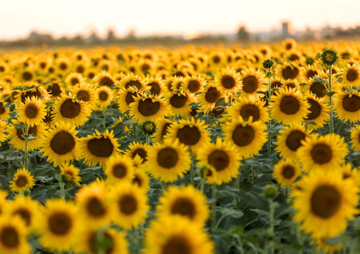 A Sunflower field on a sunny day.