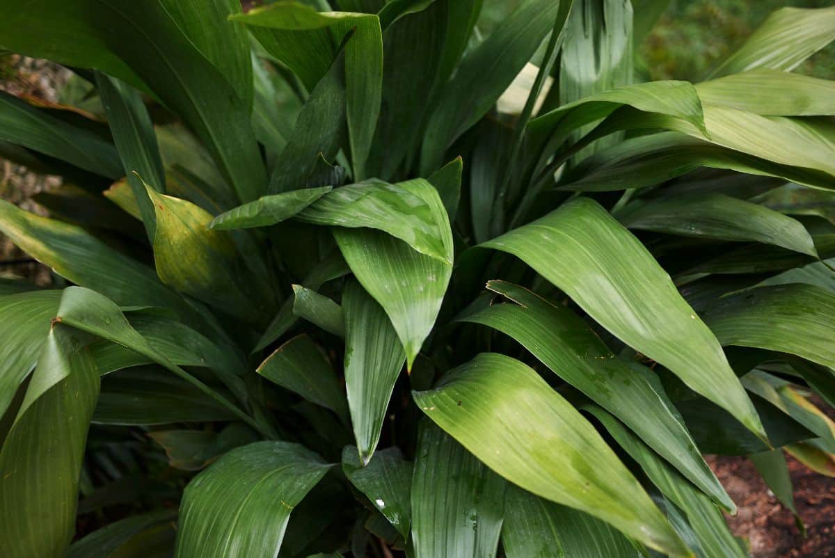 The green foliage of a Cast-iron Plant.