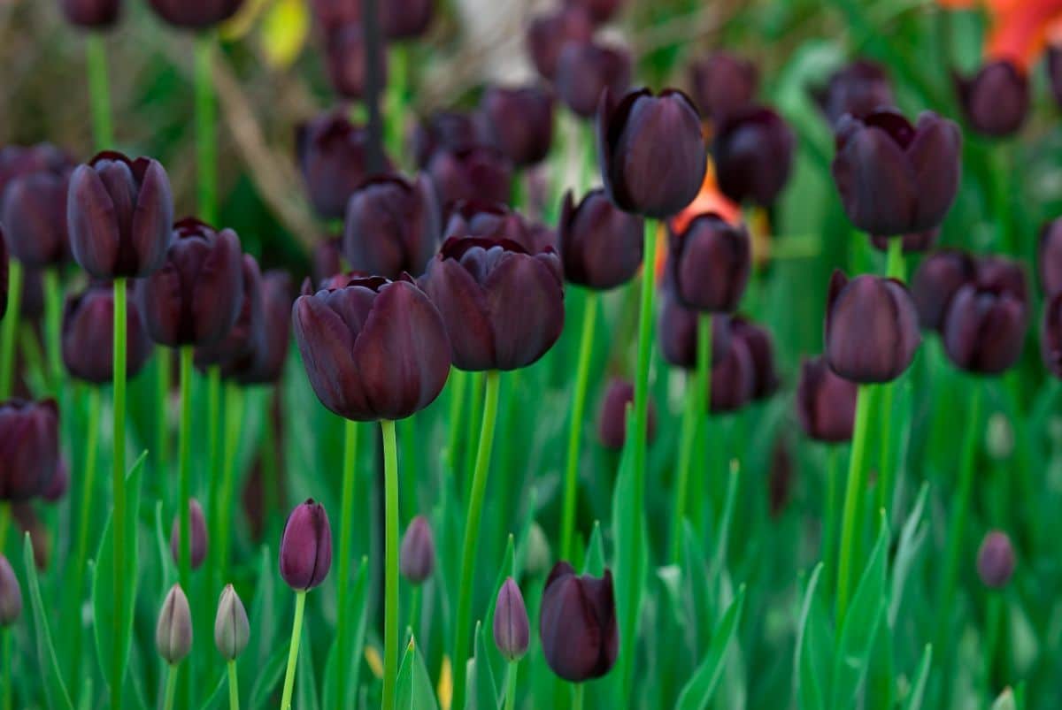 Black Tulips in black bloom in a garden.